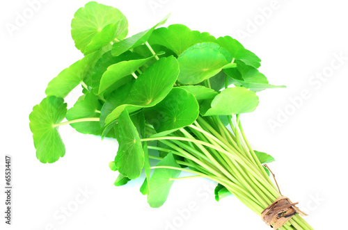 Herbal Thankuni leaves of indian subcontinent