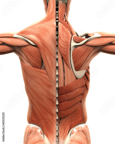Muscular Anatomy of the Back photo