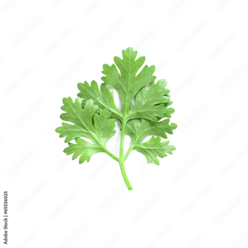 Coriander sprig isolated on white Coriander sprig isolated on white