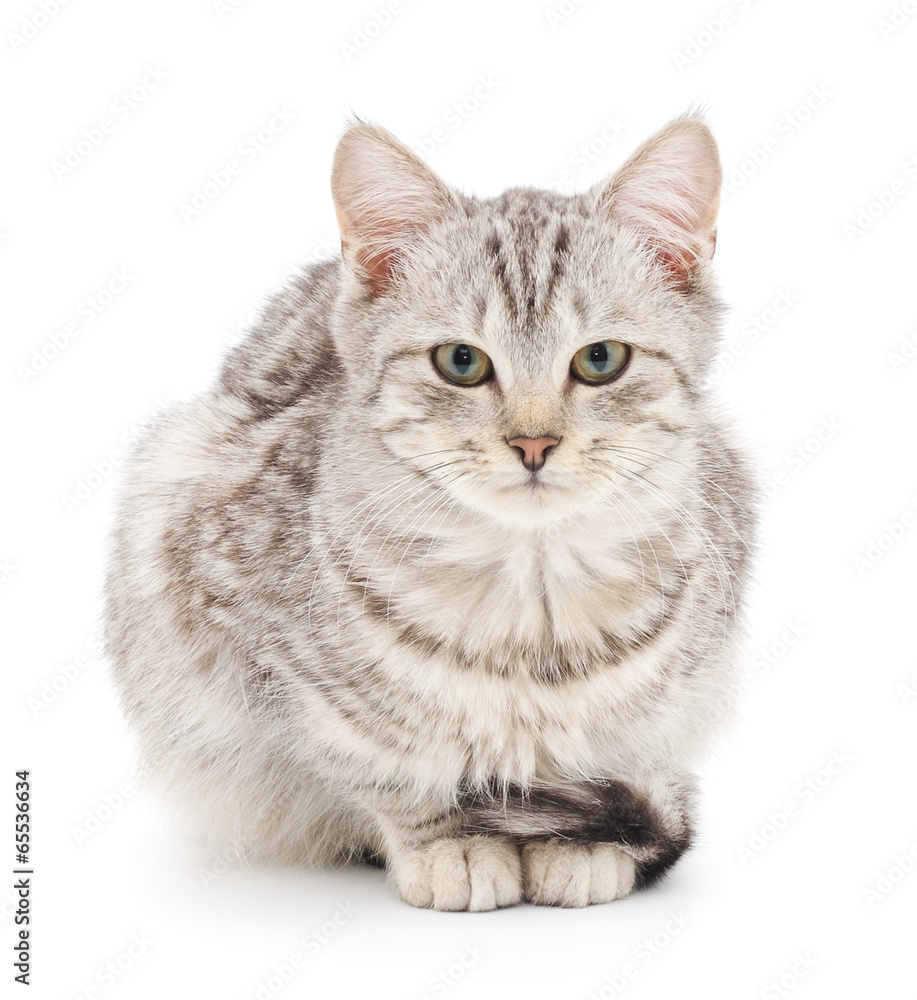 Kitten on a white background Kitten on a white background
