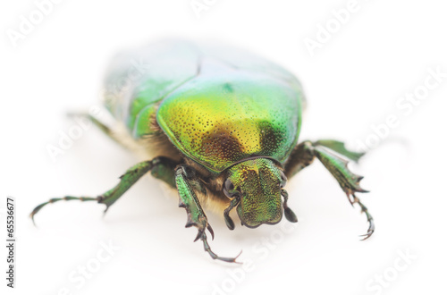 green beetle © Anatolii