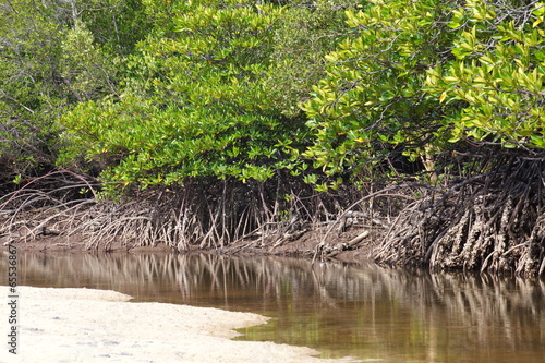 tropical landscape of mangrove forest from south of thailand photo