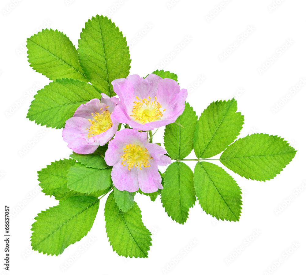 Pink wild rose Pink wild rose