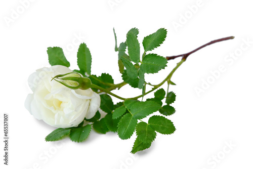 White dog-rose