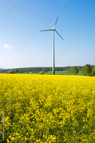 Windwheel and rapeseed field