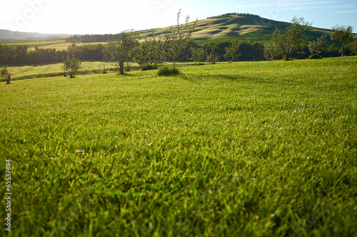 Grass background, Tuscany hills