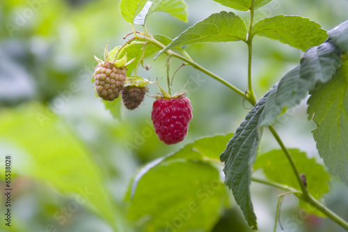 Raspberry fruit background