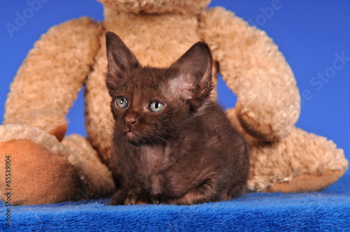 Fotografie LaPerm Kätzchen Kitten vor Teddybär
