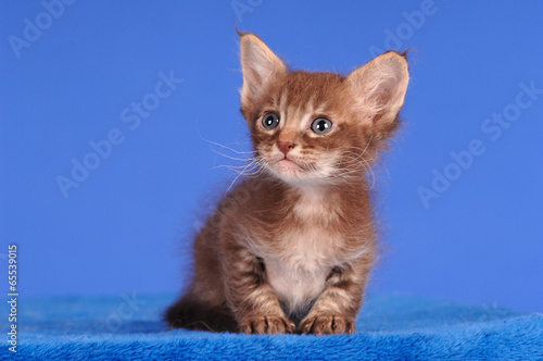 Obraz na płótnie LaPerm Kätzchen Kitten sitzend auf Blau