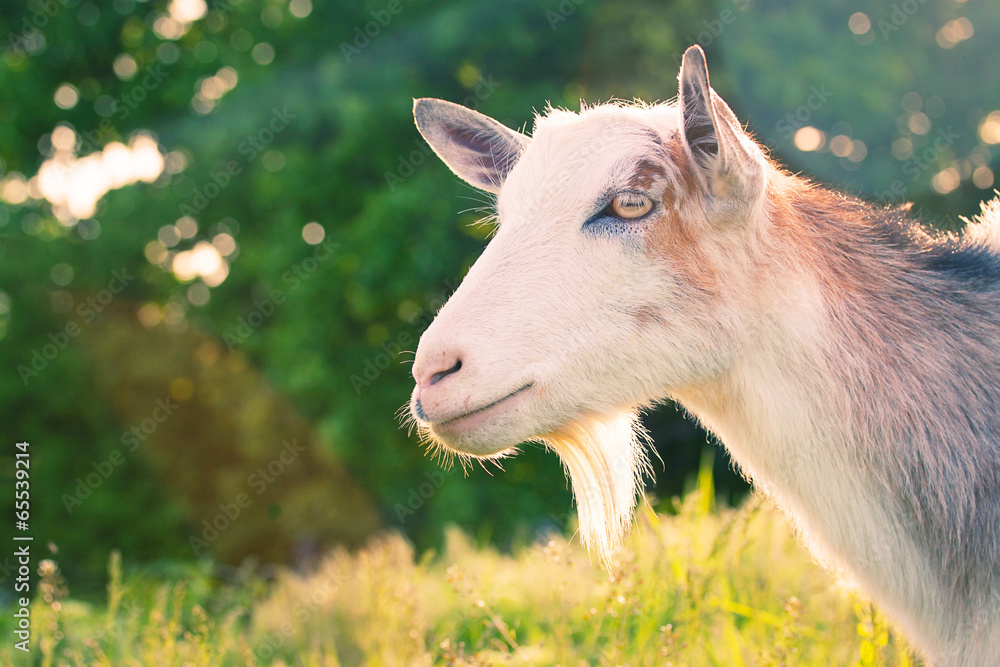 Fototapeta premium domestic goat on a background of nature