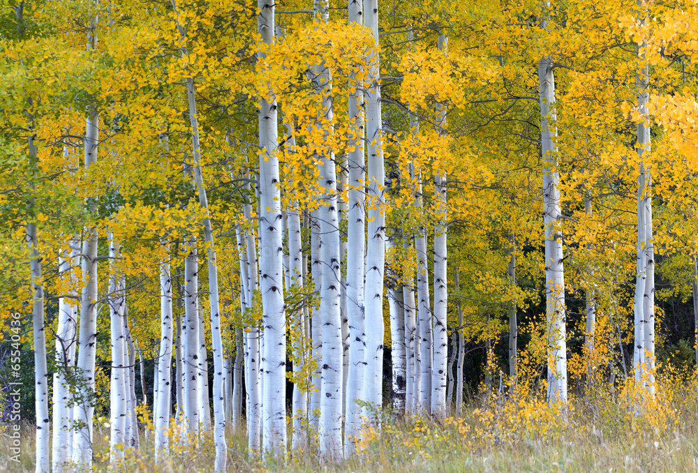 Fototapeta premium Autumn in Colorado