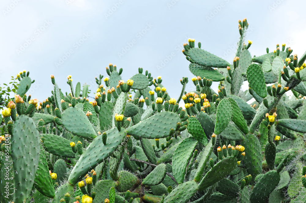 Fototapeta premium Chumbera con flores en primavera, nopal, cactus