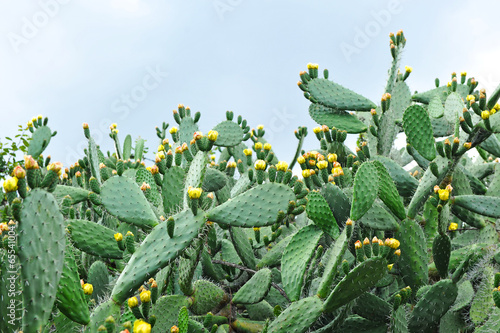 Chumbera con flores en primavera, nopal, cactus photo