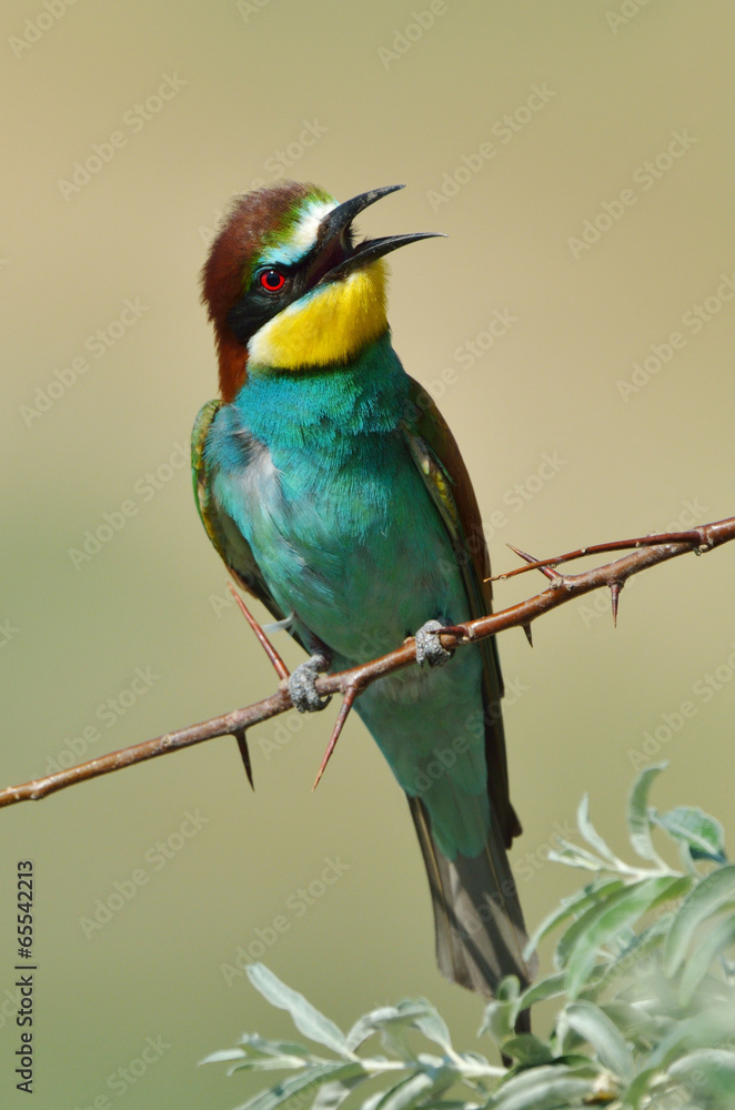 Obraz premium european bee-eater (Merops Apiaster) outdoor