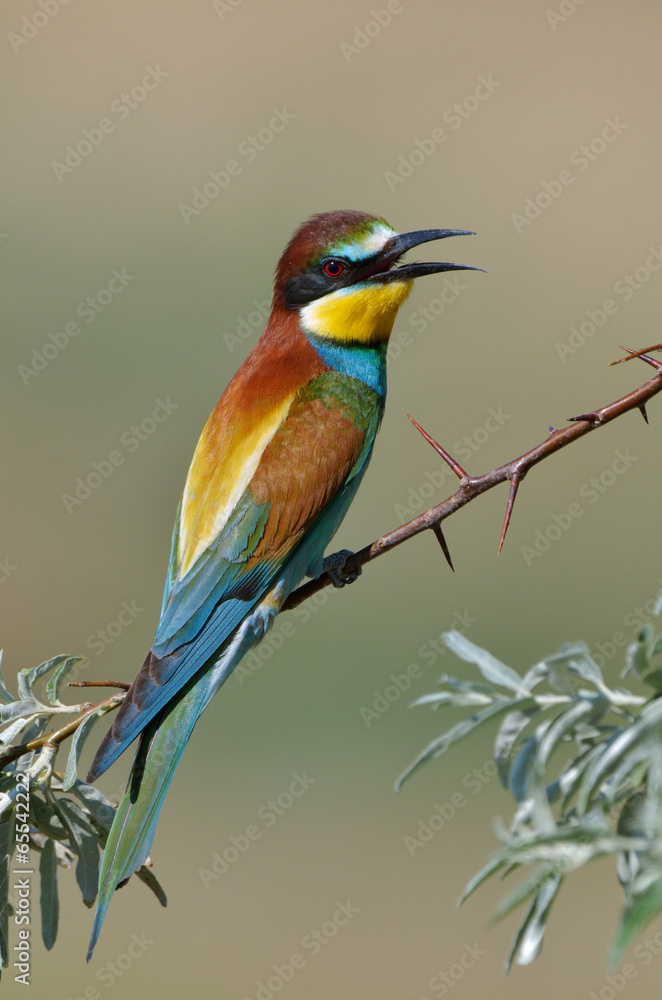 Obraz premium european bee-eater (Merops Apiaster) outdoor