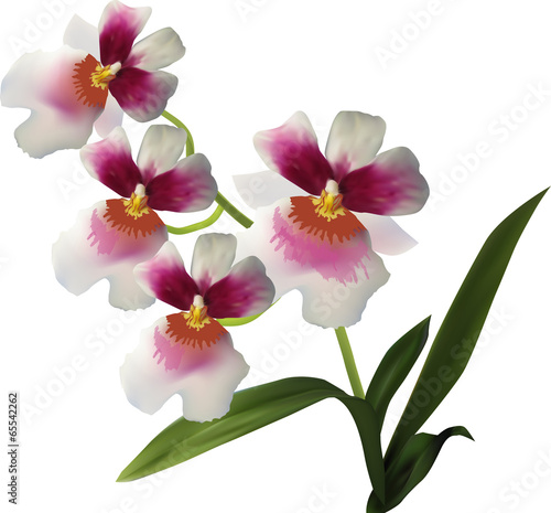 Fototapeta Naklejka Na Ścianę i Meble -  isolated white orchid flowers with dark centers