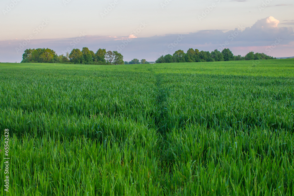 field landscape