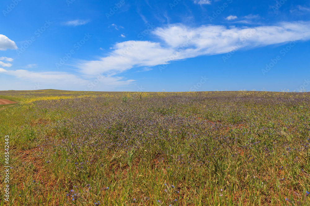 Fototapeta premium Flower meadow landscape