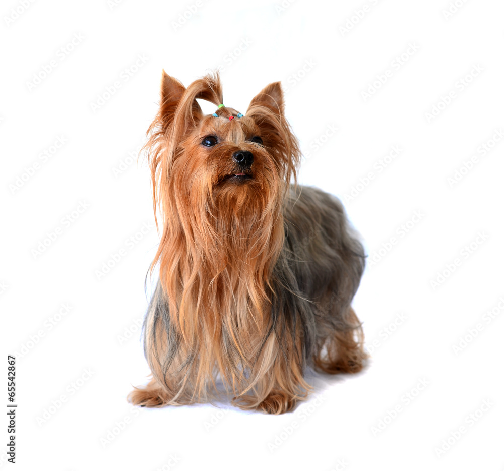 yorkshire terrier isolated on white yorkshire terrier isolated on white