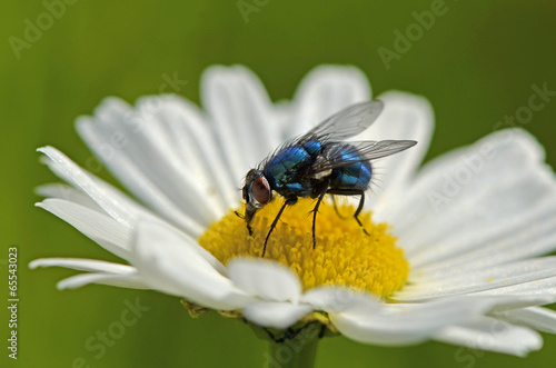 Fliege (Brachycera) auf Margerite