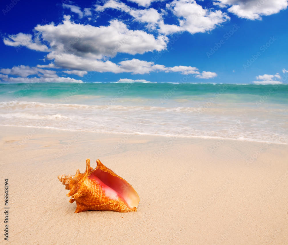 Caribbean beach and large shell. Caribbean beach and large shell.