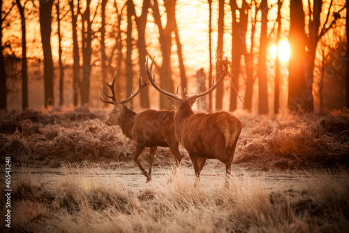 Red Deer in Morning Sun.