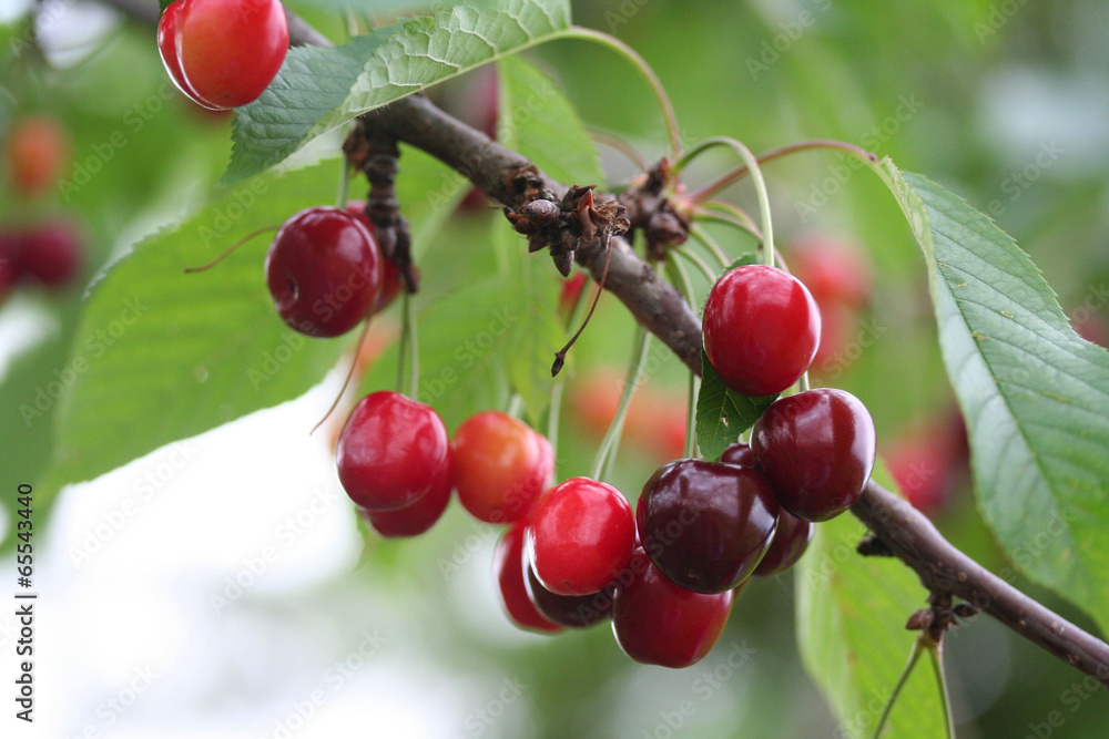 ciliegie rosse su rami_ albero ciliegie rosse su rami_ albero