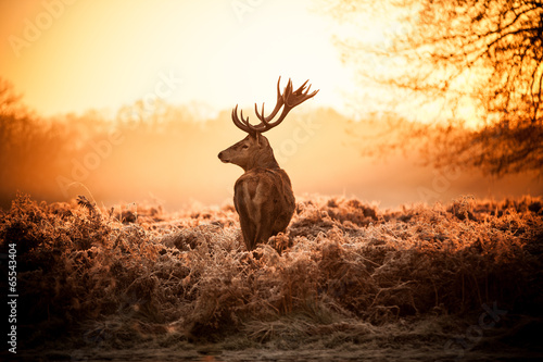 Fototapet Red Deer in Morning Sun.
