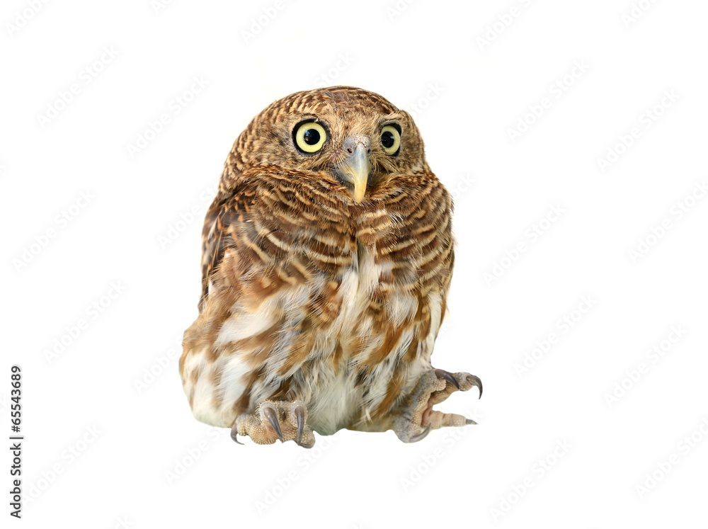 Obraz premium owl of white background