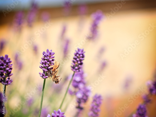 Spider caught a bee on lavender