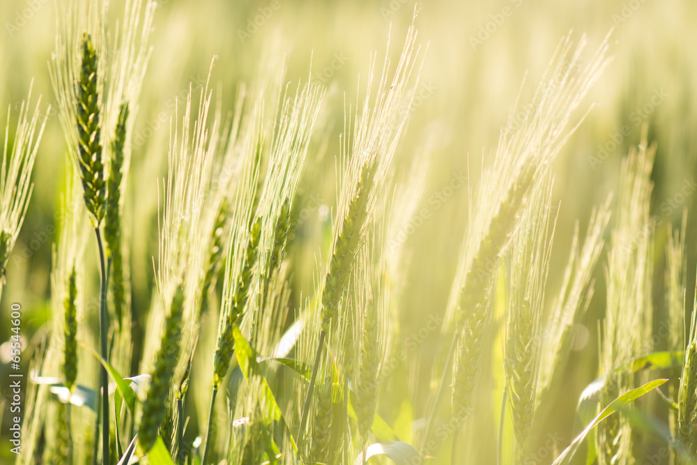 Wheat field Wheat field