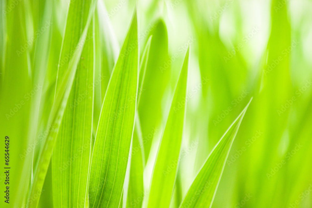 Spring: green grass. Useful as environmental pattern Spring: green grass. Useful as environmental pattern