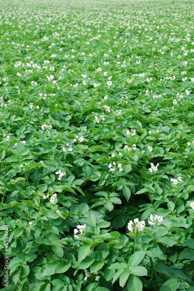 Kartoffelacker, h. Kartoffelacker, h.