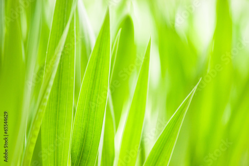 Spring: green grass. Useful as environmental pattern