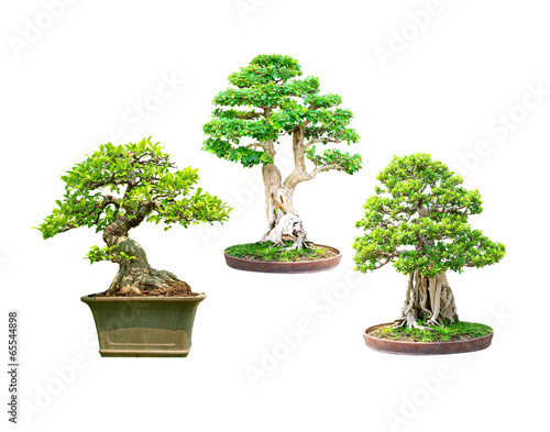 bonsai tree isolated on white background