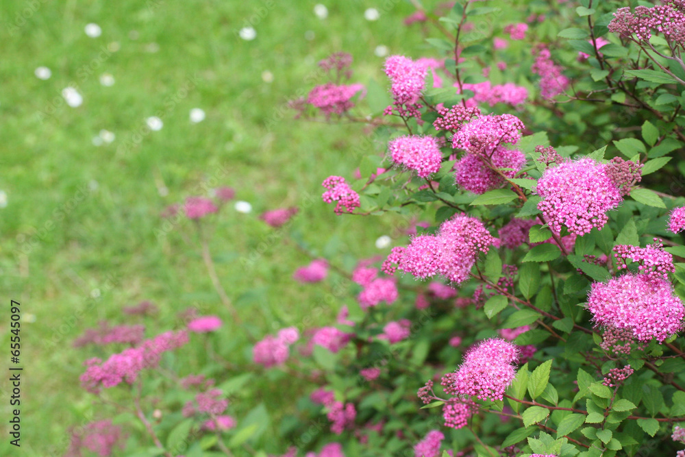Obraz premium spirea_ cespuglio dai fiori rosa