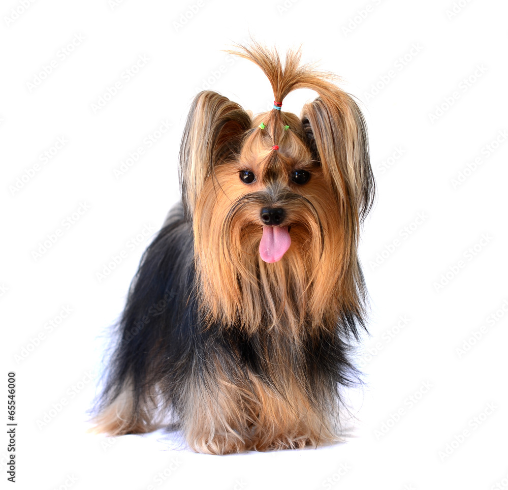 yorkshire terrier isolated on white yorkshire terrier isolated on white