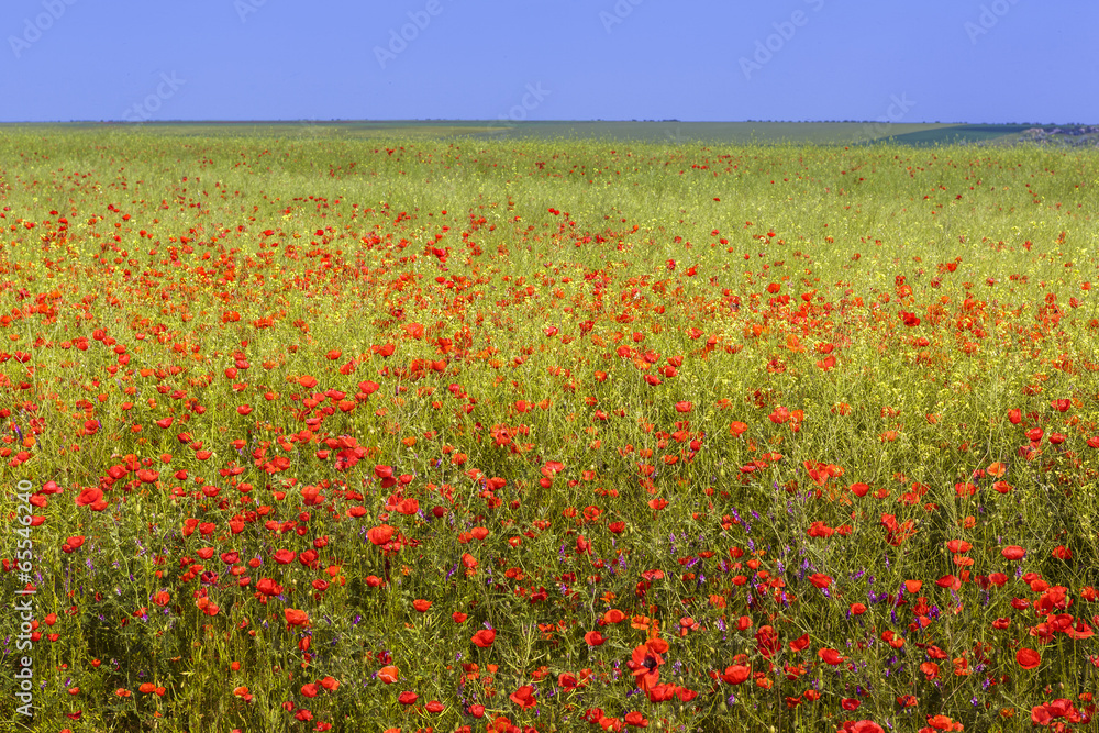 Wild poppy field