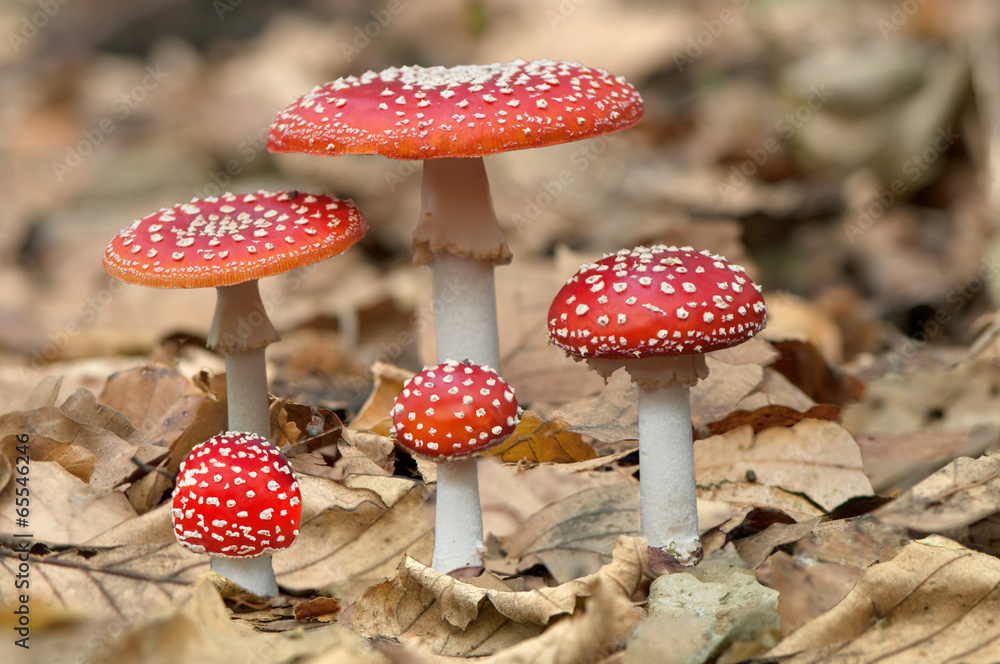 Five red mushrooms fungi - obrazy, fototapety, plakaty 
