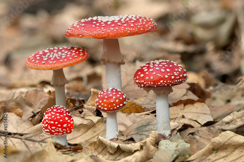 Five red mushrooms fungi