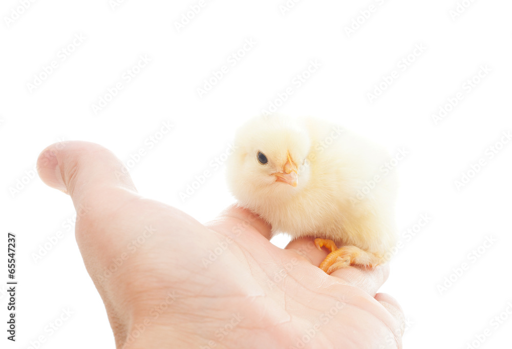 yellow chick sitting on a human hand