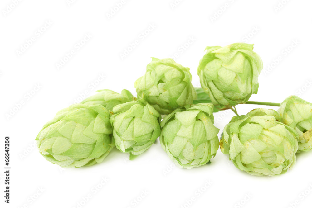 Hop flower green petals. Hop flower green petals.