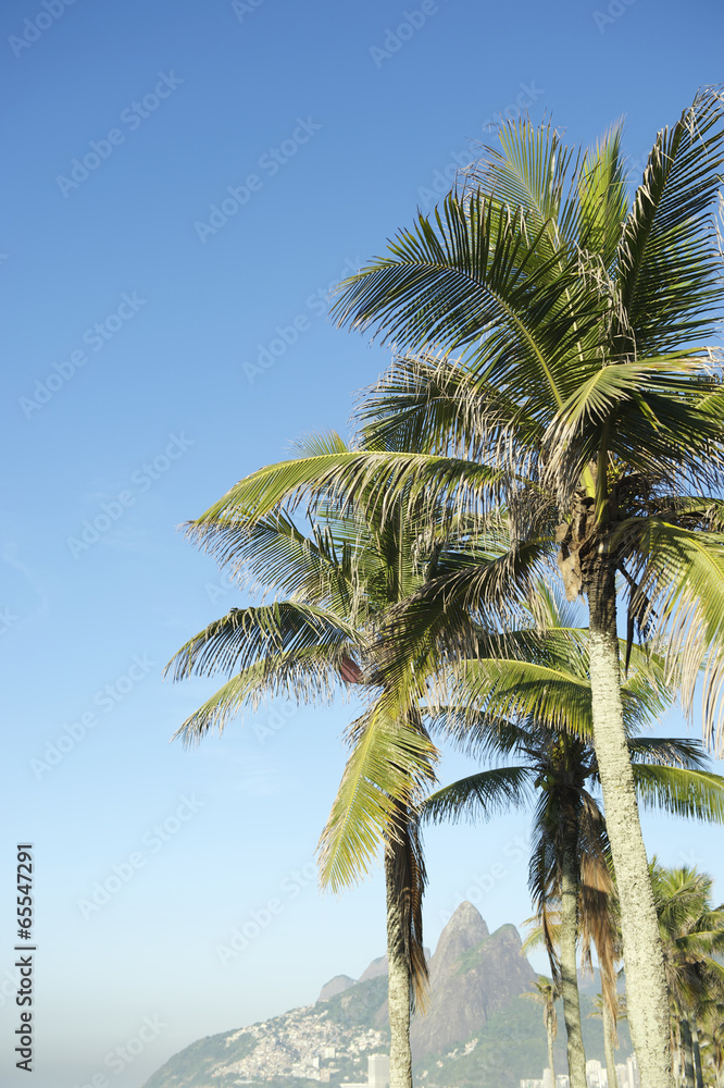 Rio de Janeiro Palm Trees Two Brothers Mountain Brazil Rio de Janeiro Palm Trees Two Brothers Mountain Brazil