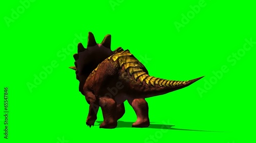 Triceratops dinosaur stands and looks around - green screen photo