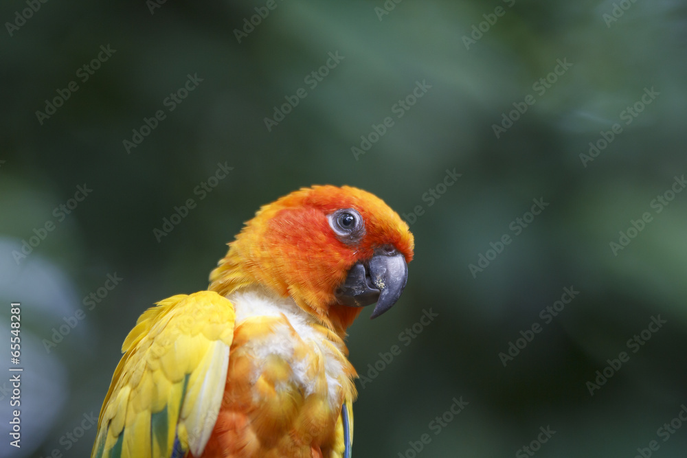 Lovebird parrot bird