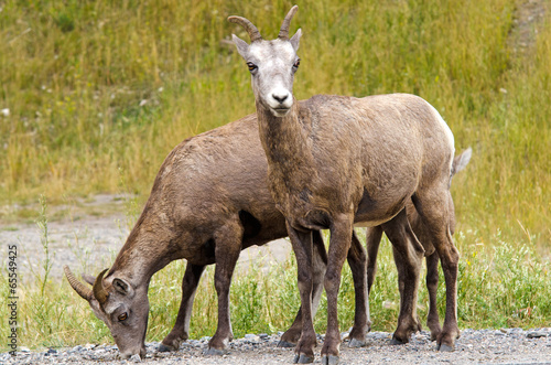 Bighorn Sheep in Jasper National Park