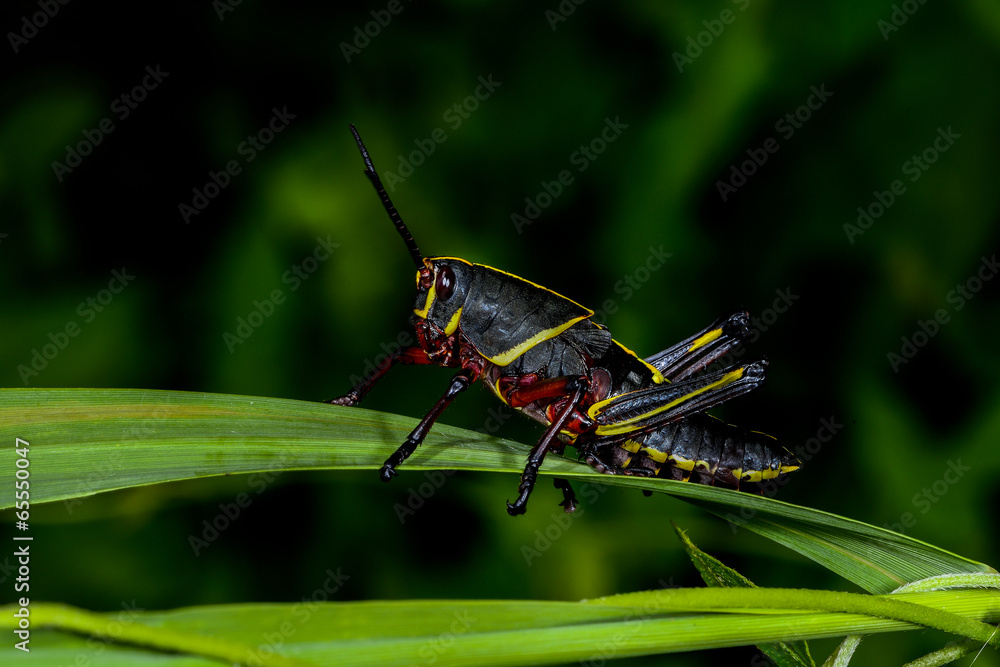 Fototapeta premium eastern lubber grasshopper, everglades