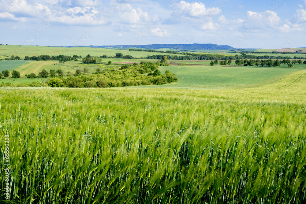 Summer landscape with barley field