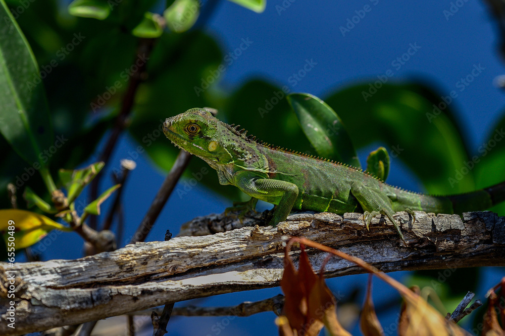 Fototapeta premium green iguana, big pine key
