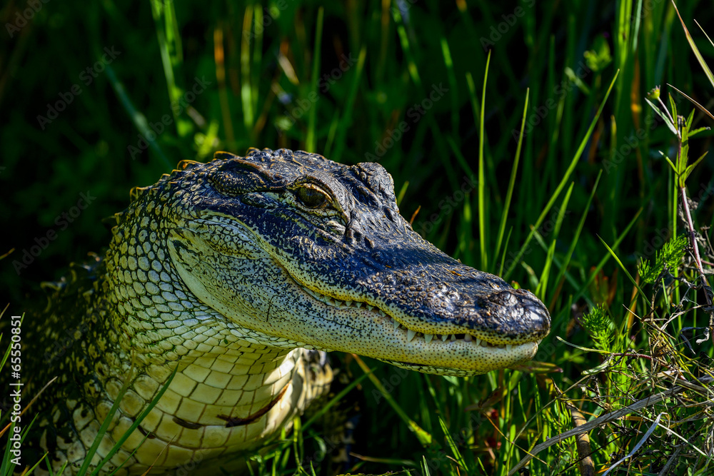 Fototapeta premium american alligator, viera wetlands